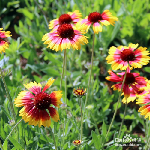 蛇目菊草本花卉怎么养殖？