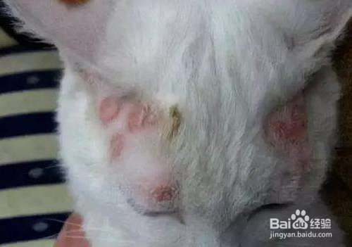 猫长猫藓怎么办