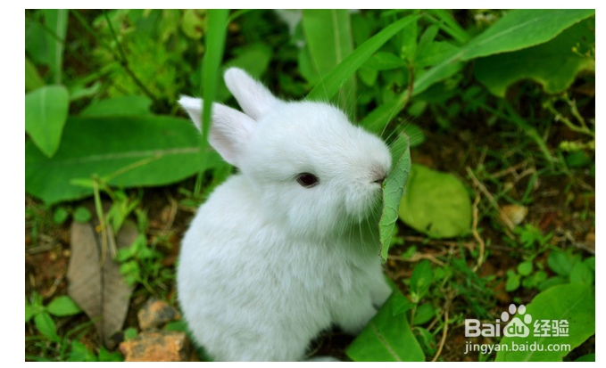 关于母兔子生小兔需要注意的方面