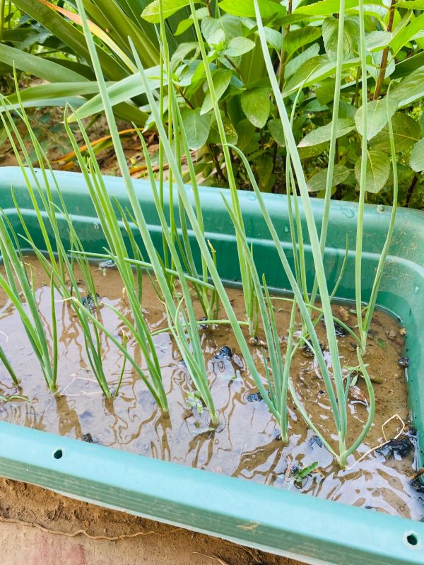 薏米冬瓜红豆脊骨除湿汤