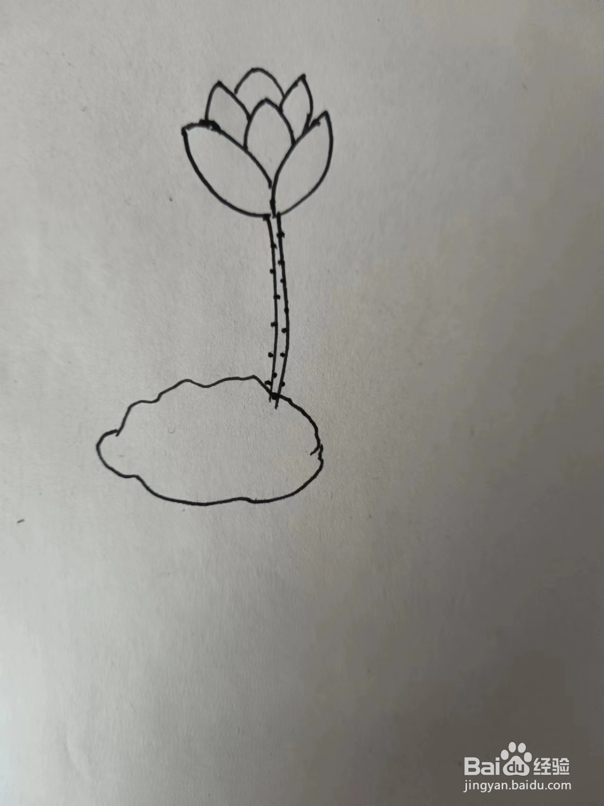 画荷花的简笔画