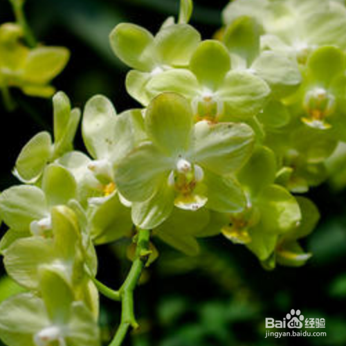 蝴蝶兰不开花是怎么回事?