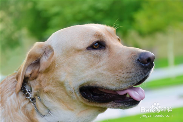 十大新手最好养的中型犬