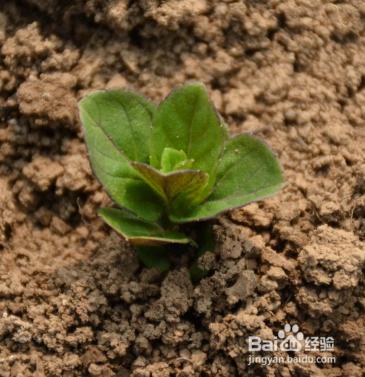 薄荷的生长发育种植操作全过程