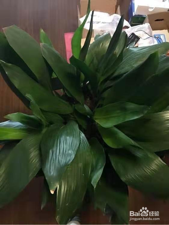 3种花，卧室客厅养1盆，甲醛少了，睡觉也香了！