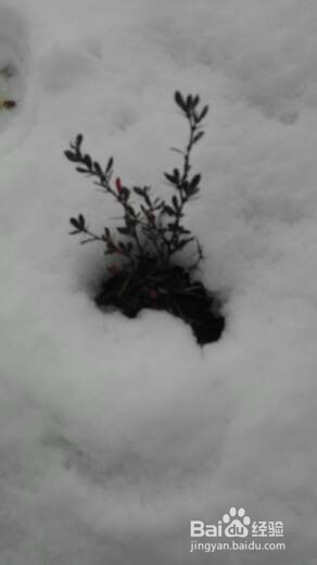 丽江雪季旅游攻略