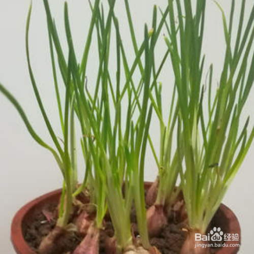 小香葱的养殖方法