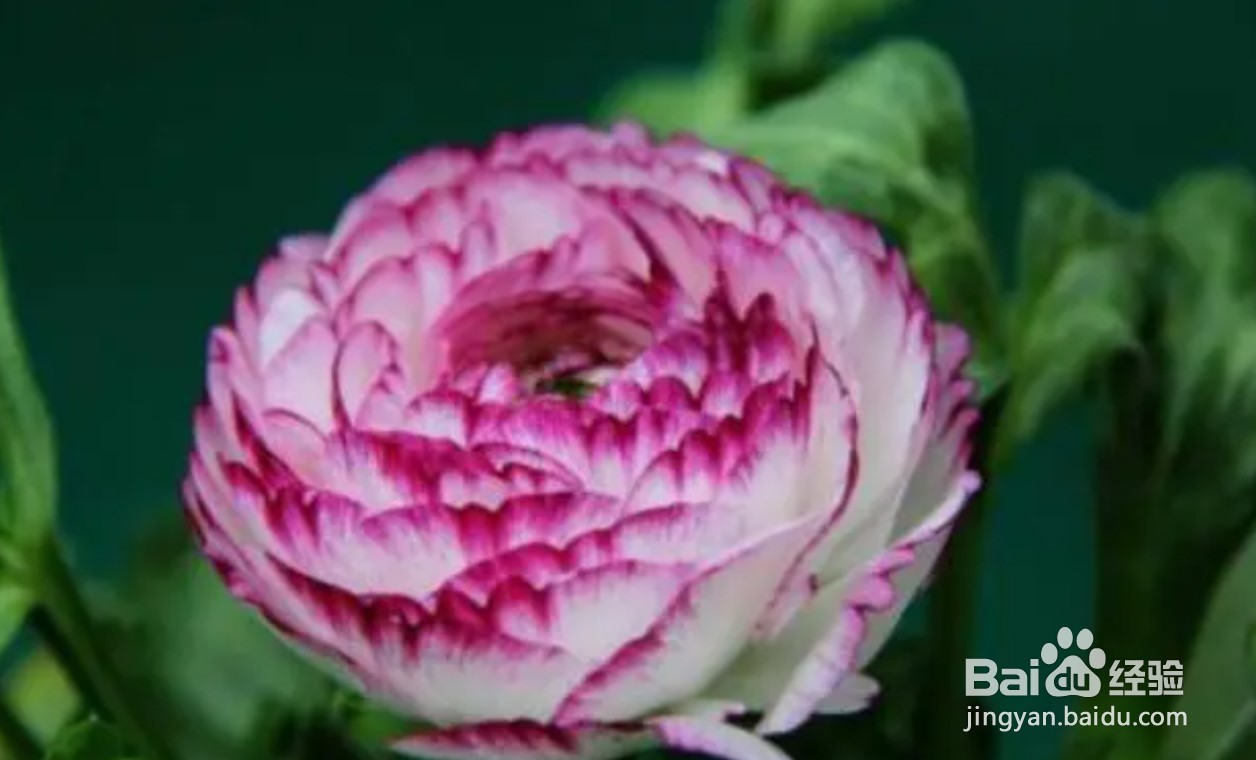 水养富贵竹叶子发黄怎么救冬季