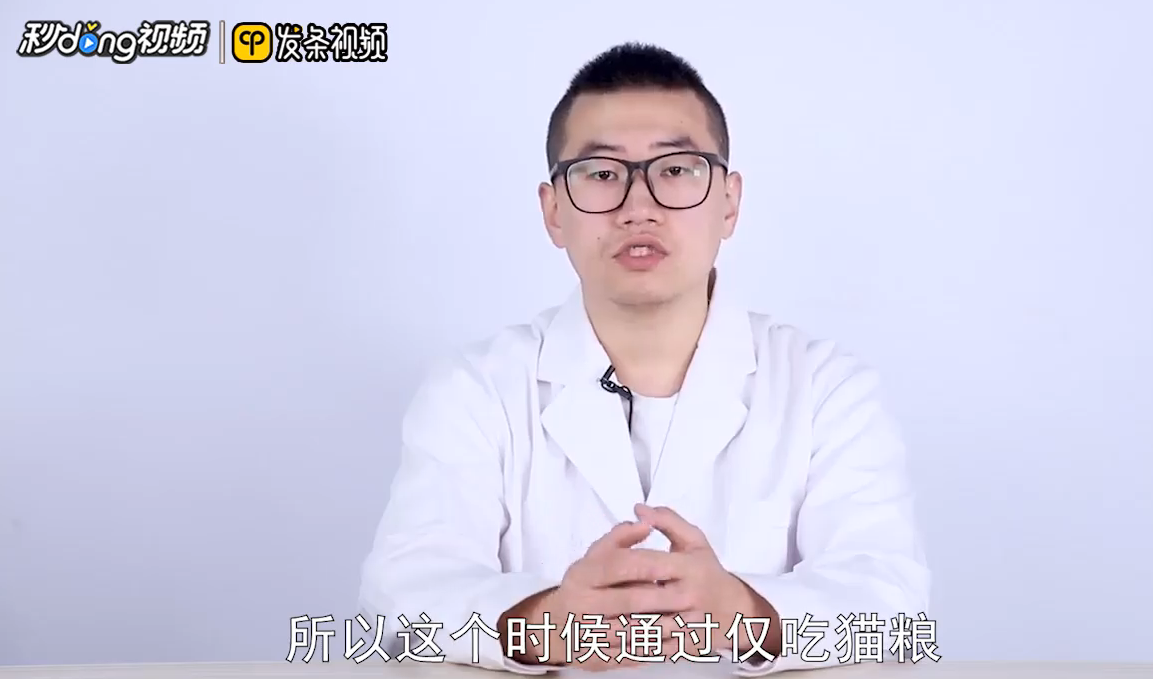 猫咪掉毛怎么办