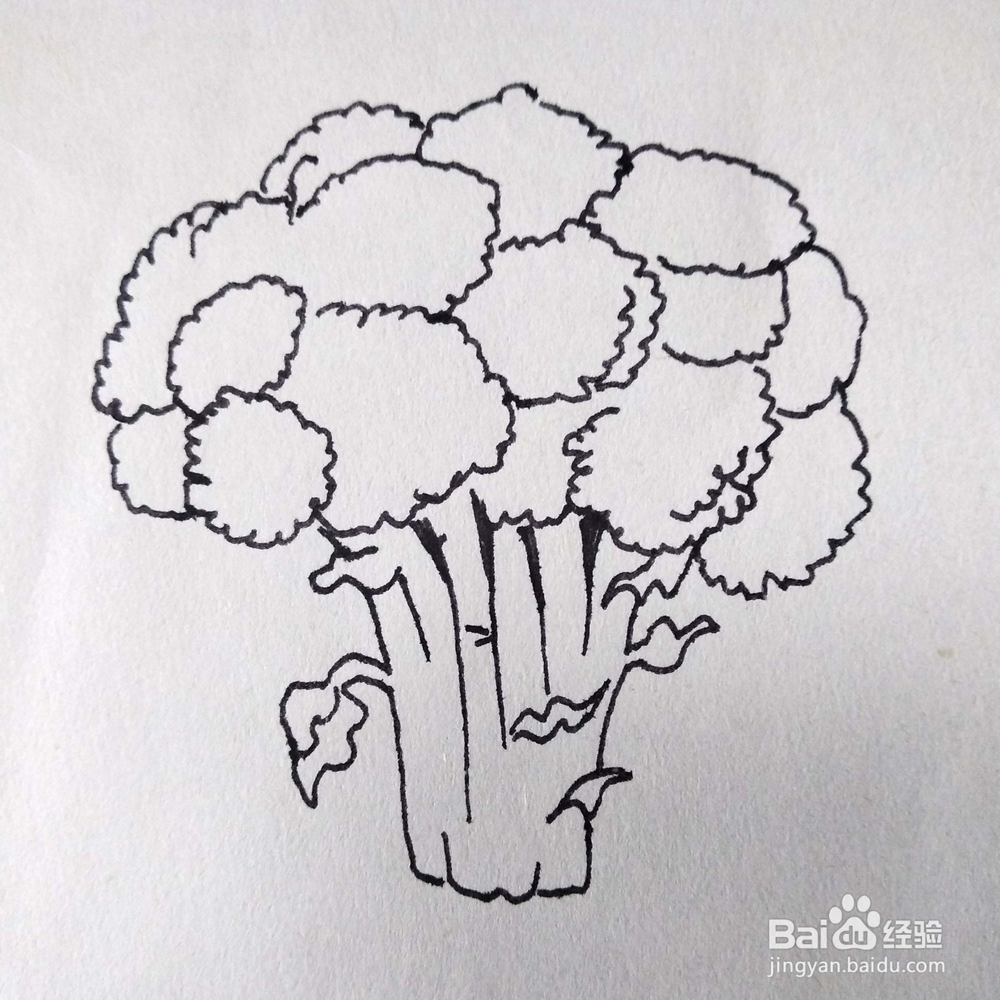 怎么画一颗写实的花菜速写/卡通简笔画？