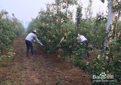 果园绿肥鼠茅草的种植方法