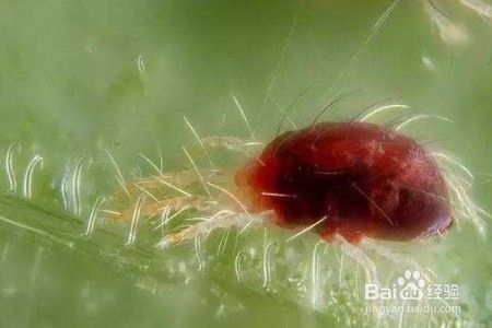 发财树生虫子怎么办