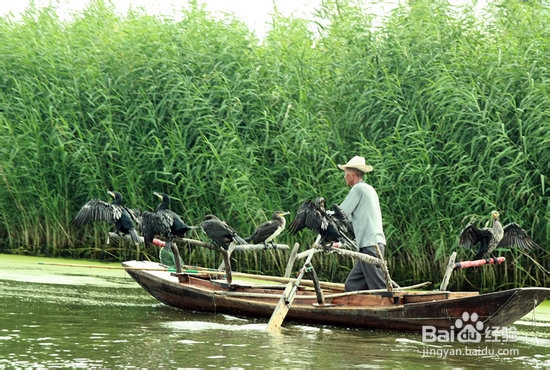 白洋淀为何叫淀不叫湖