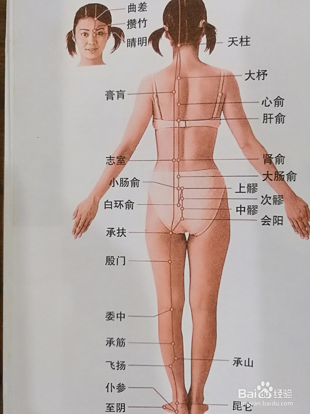 穴位按摩的基础知识与人体构造图 百度经验