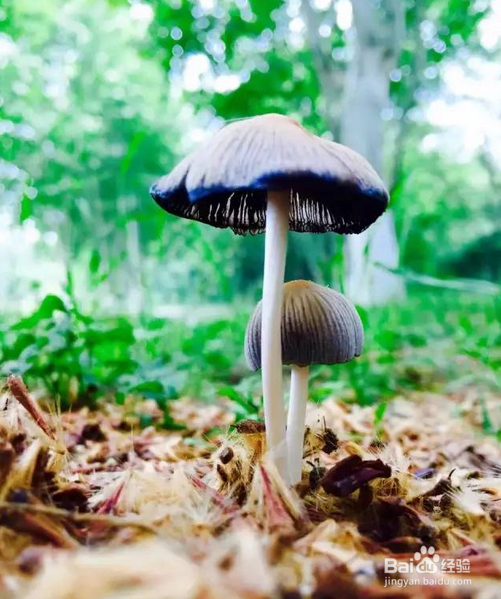 手机摄影微距技能 经验