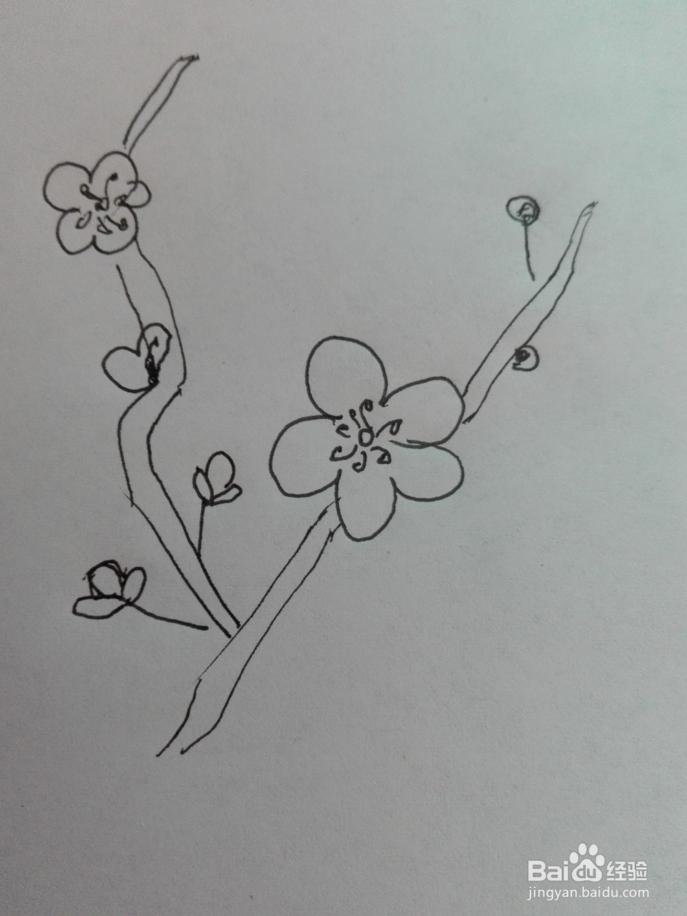 梅花的简笔画