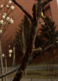 认识五颜六色高观赏价值的花卉及用途