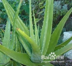 五步轻松去除家装异味