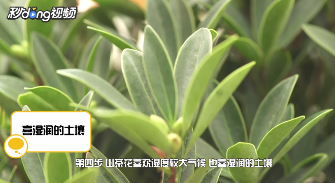 怎样养殖山茶花