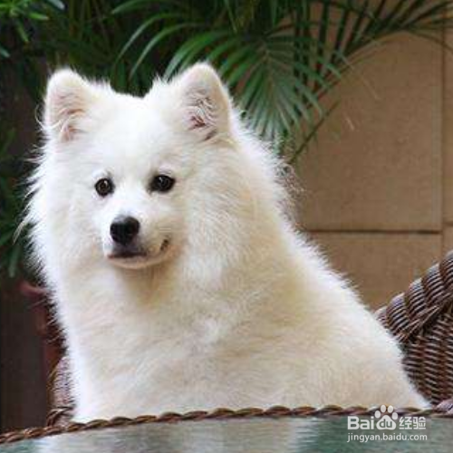 狗狗美容护理有哪些注意事项？