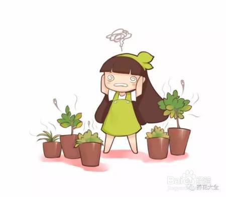 这几个夏季养花小妙招,我只偷偷告诉你!