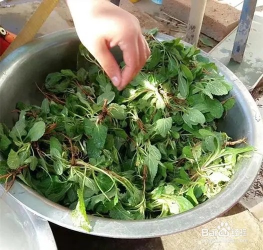 蛤蟆菜怎么食用