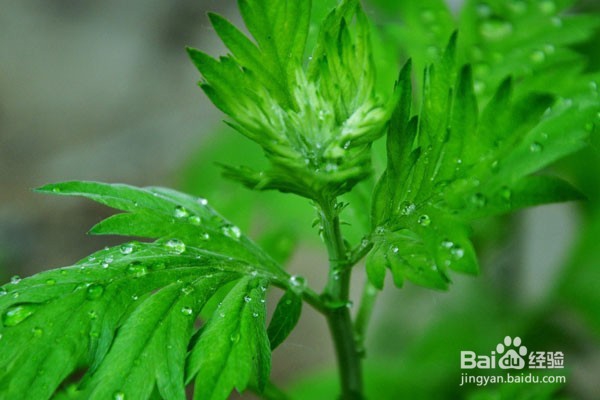 夏天怎样让宝宝不被蚊子叮咬