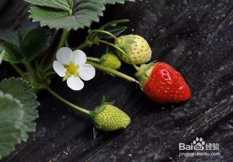 草莓花期如何管理用什么肥