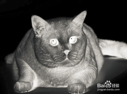 PS如何制作火红猫