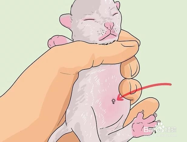 如何判断小猫年龄