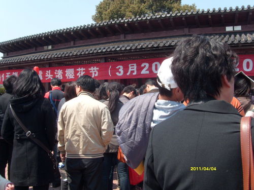 【最美的风景】鼋头渚赏樱花全攻略