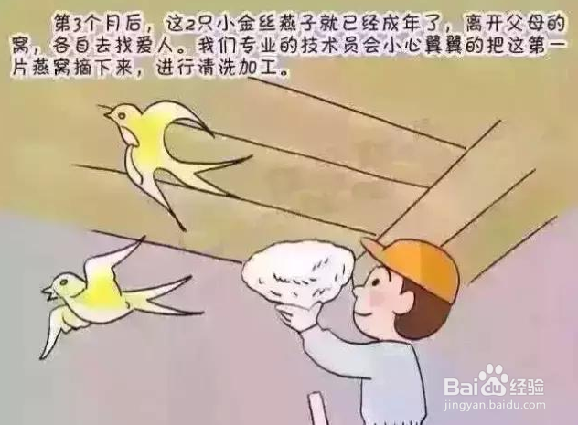 燕窝含有激素吗