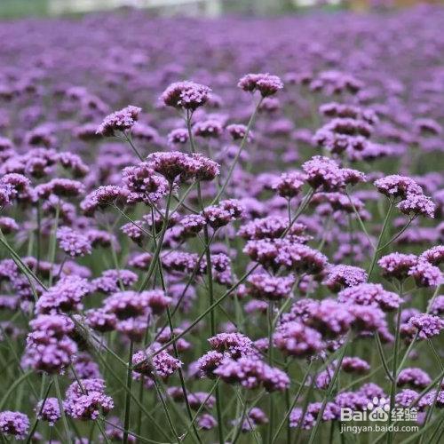 马鞭草种植后事项？