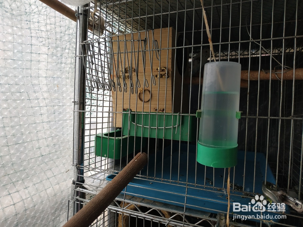 过年期间不在家,宠物鸟怎么办?