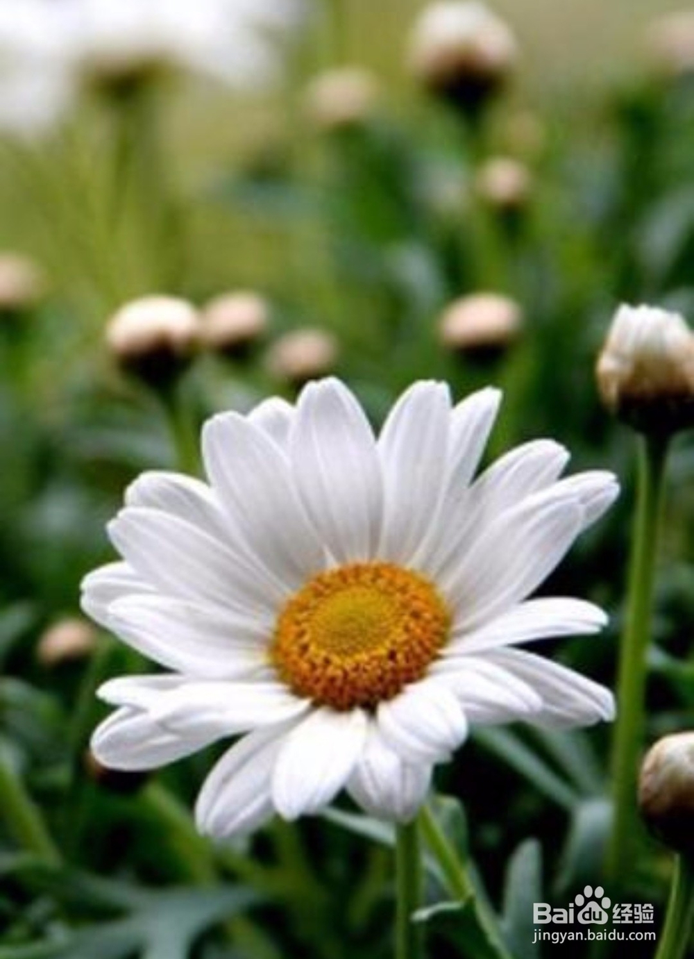 雏菊怎么养,雏菊的养殖方法