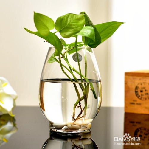 水培绿萝叶子发黄怎么补救