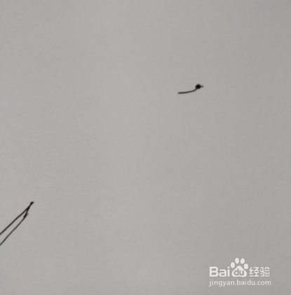 用秋天的叶子做手工