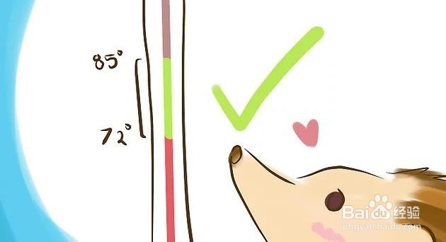 如何在家养刺猬