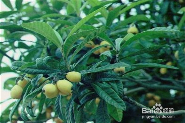 种植枇杷树的关键技术