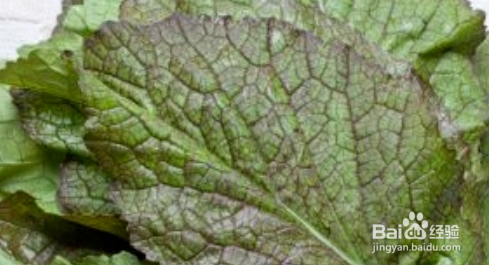 补钙效果最好的十种食物