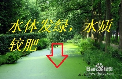 捕捉野生龙虾的实用技巧