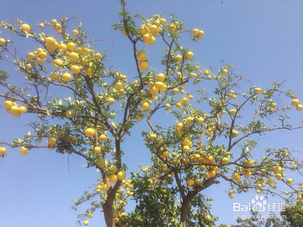 怎么拍摄秋季硕果累累的照片作品