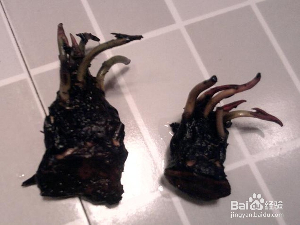 睡莲种植方法