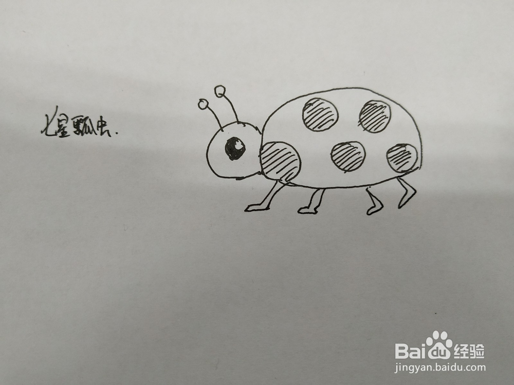 七星瓢虫简笔画怎么画,怎么画七星瓢虫