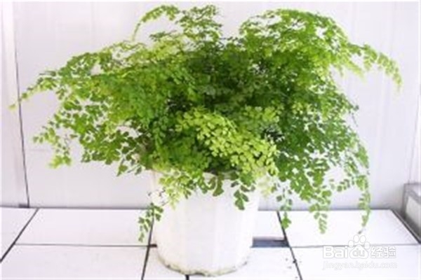 铁线蕨的养殖方法和注意事项有什么?
