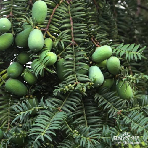 香榧的培育方法和注意事项