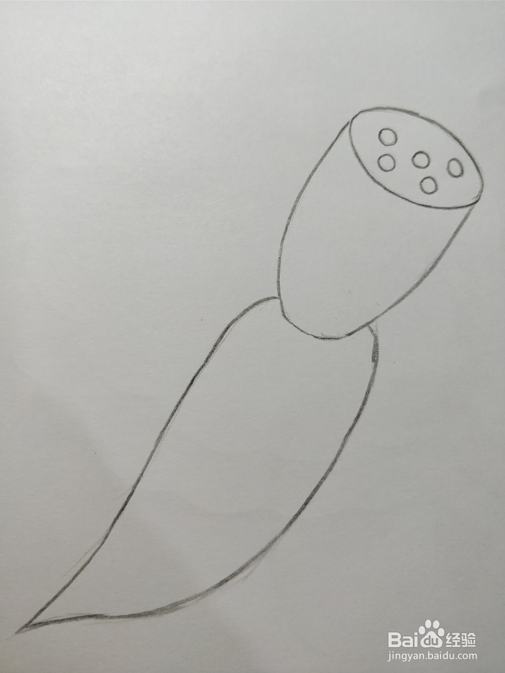 简笔画画莲藕