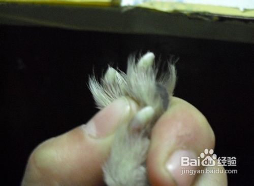 怎么处理狗狗不喜欢剪指甲