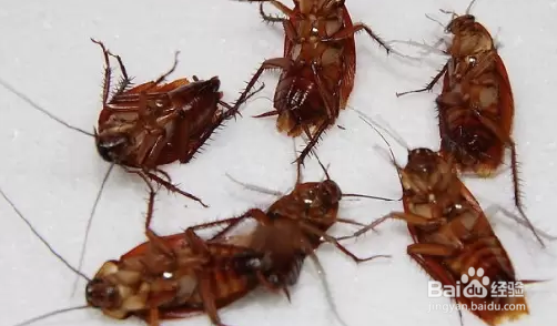 为什么会有蟑螂