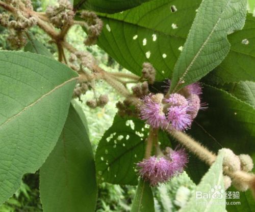 观果植物紫珠草怎么种植 百度经验